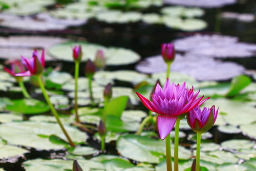 pink lotus in pond shutterstock_129435311