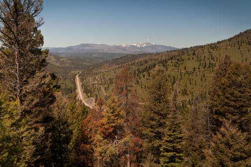 Mountain trees killed by pine beetles