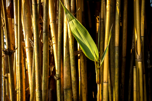 bamboo closeup with green leaf shutterstock_130371773