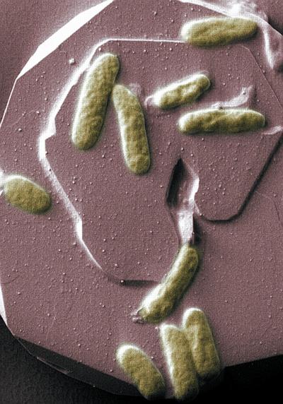 Scientists at the University of East Anglia have made an important breakthrough in the quest to generate clean electricity from bacteria. New findings show that proteins on the surface of bacteria can produce an electric current by simply touching a mineral surface. The research shows that it is possible for bacteria to lie directly on the surface of a metal or mineral and transfer electrical charge through their cell membranes. This means that it is possible to 