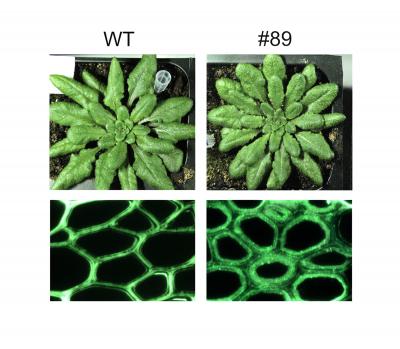 Genetically engineered Arabidopsis plants (#89) yielded as much biomass as wild types (WT) but with enhanced polysaccharide deposition in the fibers of their cell walls. Credit: (Image courtesy of JBEI)