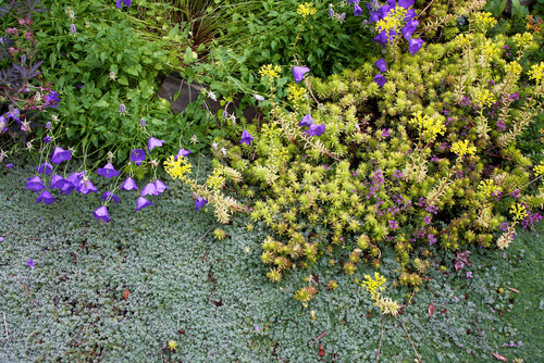 Drought-tolerant woolly silver thyme, golden sedum, and miniature blue bellflowers are perennial low creeping groundcovers blooming together along a garden pathway. Source: Shutterstock