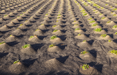 Pattern of field with vegetables growing on volcanic earth