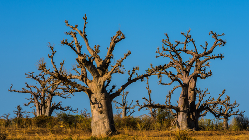 Baobab trees in southern Africa shutterstock_139551464