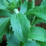 The herb stevia can make a a natural zero-calorie sweetener. Photo credit: CivilEats.com