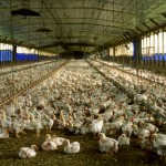 A commercial meat chicken production house in Florida. Photo credit: Wikimedia Commons