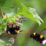 Leading conservation and science voices asked the U.S. secretary of agriculture to take action on a petition to regulate the movement of commercial bumble bees to help control the spread of parasites and pathogens to wild bumblebees. Photo courtesy of Shutterstock