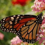 Milkweed is the only place where monarch butterflies will lay their eggs. Photo credit: Wikimedia Commons