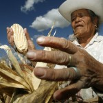 A man picks corn in Mexico. Photo courtesy earthfirstjournal.org