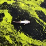Toxic microcystin bacteria float, along with this dead fish, on the surface of freshwater lakes. Photo credit: Oregon State University