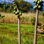 papaya-farm