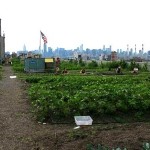 Brooklyn Grange operates three different rooftop farms in New York City, including this one. Photo credit: Food Tank