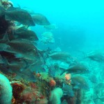 Do artificial reefs, like this one in Southwest Florida, have the ability to function comparably to natural reef communities or do they merely attract existing fish from the adjacent open water habitat? Photo credit: Florida Sea Grant /Flickr