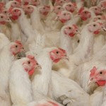 Poultry farm. Photo courtesy of Shutterstock