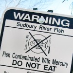One of the ways humans consume heavy metals is by eating fish that lived in polluted waters. Photo credit: Photo: Redjar/Flickr