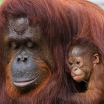 Clearing tropical rainforests to to plant oil palm trees, obliterates the homes of endangered species like orangutans. Photo credit: Care2

Read more: http://www.care2.com/causes/our-groceries-are-wiping-out-orangutans-and-enslaving-workers.html#ixzz2k5mHbflS