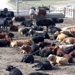 A feedlot in the U.S. Midwest. Photo credit: Shutterstock