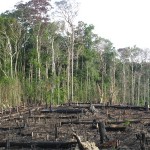 A new report exposes palm oil producers in Indonesia destroying vital forest habitat in protected forest reserves, at the expense of local communities and wildlife.Photo courtesy of Shutterstock