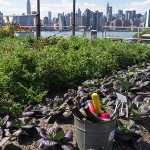 Investigators are trying to figure out how to minimize the risk of urban soils. Photo credit: Environmental Health Perspectives