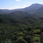 Palm oil plantations in Indonesia. Photo credit: Achmad Rabin Taim, via Wikimedia Commons