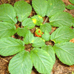 American Ginseng is still in need of protection in order to prevent over-harvesting and continue the economic value it has for the Appalachian region.