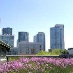 A green roof in Chicago. Photo credit: NRDC