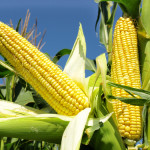 The European Commission gave DuPont Pioneer the green light to freely grow insecticidal corn, also known as TC1507. Photo courtesy of Shutterstock