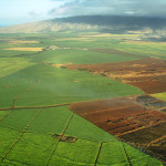 In a recent poll, 54 percent of Maui County citizens said they favored a temporary moratorium which would place the burden on GMO crop growers to prove that their practices and pesticides are safe. Photo courtesy of Shutterstock