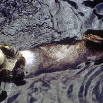 Twenty five years after the Exxon Valdez spill shocked a nation, we seem to be at greater risk than ever. Photo credit: Exxon Valdez Oil Spill Trustee Council