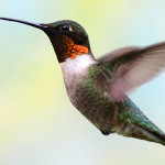 Ruby-throated hummingbird. Photo courtesy of Shutterstock