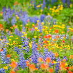 Wildflowers on the slopes of Mt. Baker, Washington. Photo courtesy of Shutterstock