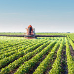 The herbicide has triggered a cycle of super weeds resistant to Roundup, which then means more Roundup is needed to try to kill the hardy weeds. Photo credit: Shutterstock