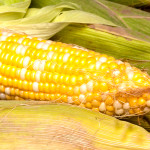 A decision Tuesday in France prevents the immediate cultivation of GMO corn. Photo courtesy of Shutterstock
