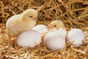 Chicken-babies-Eggs