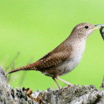 National Wildlife Photo Contest entrant Joey Herron watched on as this house wren struggled—successfully—to bring this large twig into its nest.