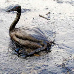 There's nothing positive about the impacted wildlife, drinking supplies and more that often accompany oil spills, despite Kinder Morgan's claim. Photo credit: Marine Photobank/Flickr Creative Commons