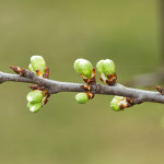 treebuds