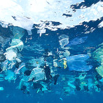 Single-use plastic bags are one of the most common garbage items on beaches and in California's waters.