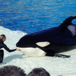 seaworld1